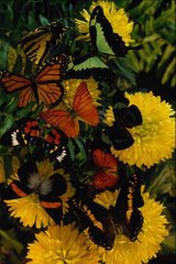Фотообои Бабочки на одуванчиках Артикул 0885