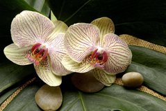 Фотообои Желтые цветы орхидеи Артикул 5027