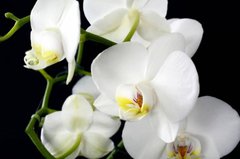 Фотообои Белоснежная орхидея Артикул nfi_01266