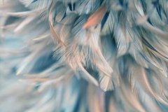 Фотообои Бледно-голубые перья с розовым Артикул shut_1390