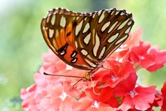 Фотообои Бабочка на цветке Артикул 0880