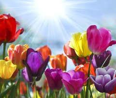 Фотообои Разноцветные тюльпаны Артикул 1123