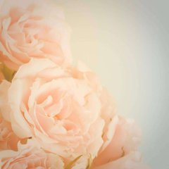 Фотообои Нежно розовые розы Артикул 7477