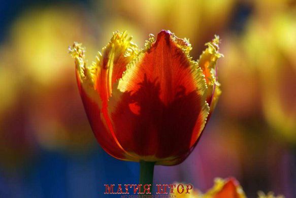 Фотообои Красно-желтый тюльпан Артикул 1065