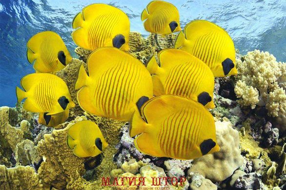 Фотообои Желтые рыбки Артикул 0512