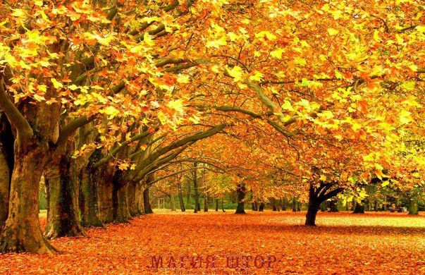 Фотообои Осенние деревья Артикул 2254