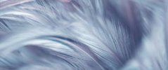 Фотообои Блики на синих перьях Артикул shut_1509
