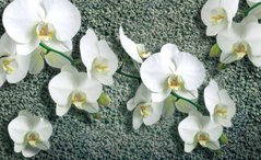 Фотообои Орхидеи на зеленом фоне Артикул des-43