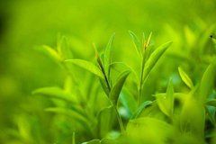Фотообои Чайные листья Артикул 14413