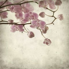 Фотообои Ветки орхидеи Артикул 5831