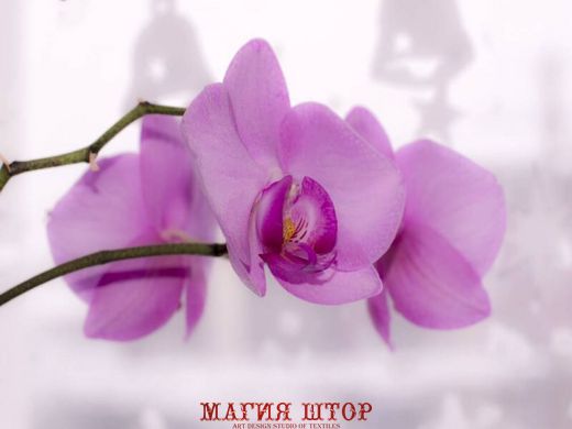 Фотообои Нежная орхидея Артикул nfi_01289