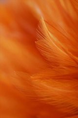 Фотообои Оранжевые перья Артикул shut_1429