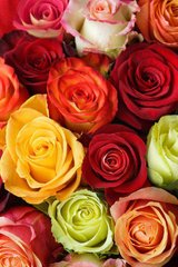 Фотообои Разноцветные розы Артикул 3523