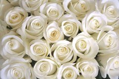 Фотообои Букет белых роз Артикул 5623
