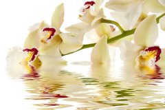 Фотообои Кремовые орхидеи Артикул 3017