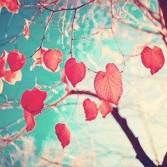Фотообои Красные листья Артикул 7517