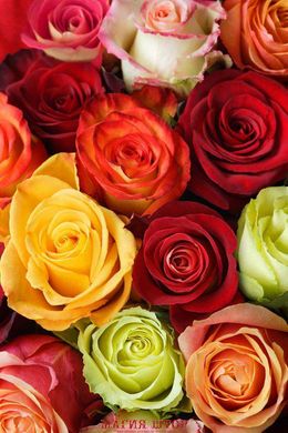 Фотообои Разноцветные розы Артикул 3523