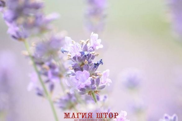 Фотообои Цветочек лаванды Артикул nfi_00972