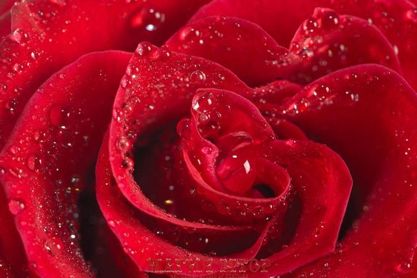 Фотообои Красная роза Артикул 1139