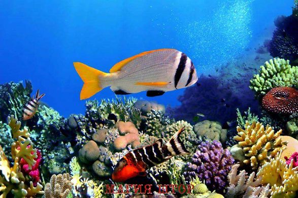 Фотообои Рыбки и кораллы Артикул 0526