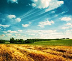 Фотообои Пшеничное поле Артикул 15830