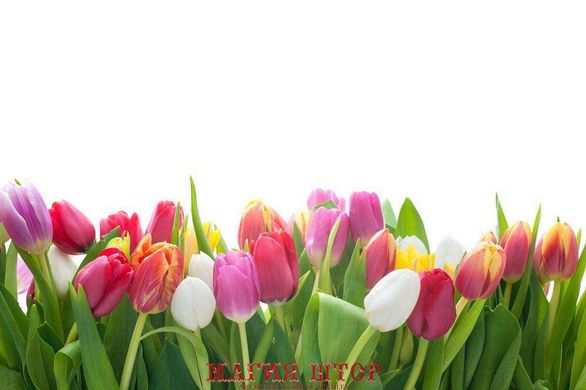 Фотообои Разноцветные тюльпаны Артикул 21202