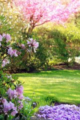 Фотообои Цветущий сад Артикул 1439