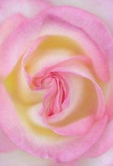 Фотообои Красивая роза Артикул 3592