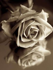 Фотообои Белая роза Артикул 12217