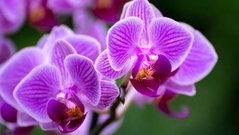 Фотообои Орхидея сиреневая Артикул nfi_01302