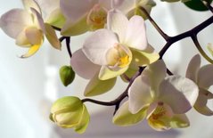 Фотообои Белые с желтым орхидеи Артикул nfi_01273