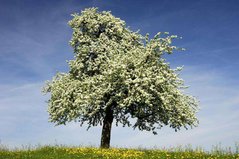 Фотообои Цветущее дерево Артикул 0810
