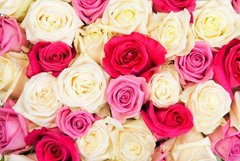 Фотообои Разноцветные розы Артикул 14145