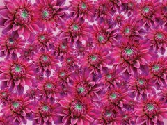 Фотообои Яркие розовые хризантемы Артикул 23578