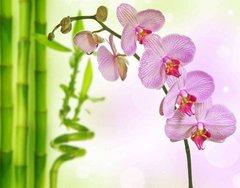 Фотообои Орхидея и бамбук Артикул 3159