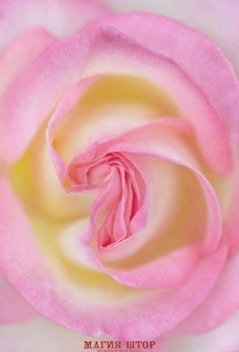 Фотообои Красивая роза Артикул 3592