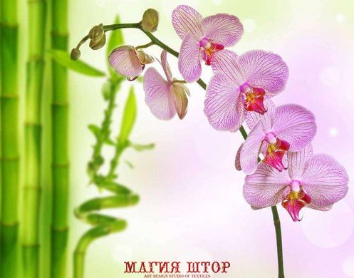 Фотообои Орхидея и бамбук Артикул 3159