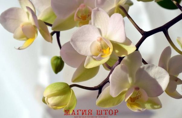 Фотообои Белые с желтым орхидеи Артикул nfi_01273