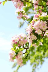 Фотообои Розовые цветы на дереве Артикул 1686