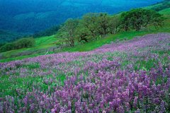 Фотообои Фиолетовые цветы в горах Артикул 0857