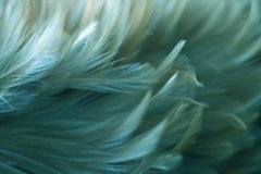 Фотообои Сине-зеленые перья Артикул shut_1498