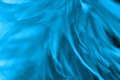 Фотообои Ярко-голубые перья Артикул shut_1422
