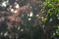 Фотообои Дождь и деревья Артикул nfi_02180