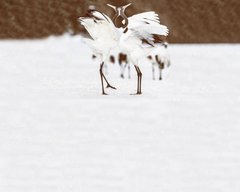 Фотообои Белые птицы Артикул 33366