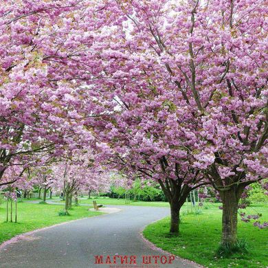 Фотообои Деревья в цвету Артикул 4130