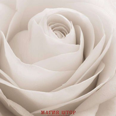 Фотообои Бутон белой розы Артикул 5156