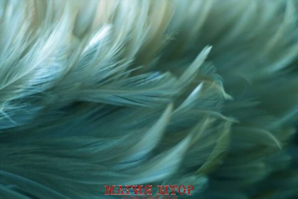 Фотообои Сине-зеленые перья Артикул shut_1498