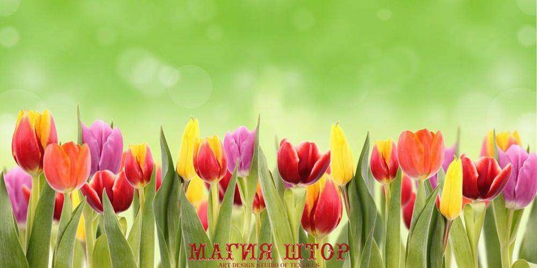 Фотообои Клумба разноцветных тюльпанов Артикул 3783