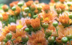 Фотообои Полевые цветы Артикул 1114