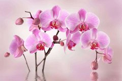 Фотообои Орхидеи в воде Артикул 20922